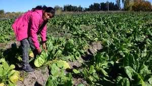 Huertas y cosechas gigantescas en la región: los que producen y abonan soberanía alimentaria