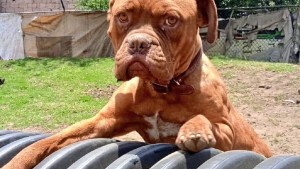Brownie, el perro que siempre está «triste» tras ser abandonado  y conmueve a todos en México