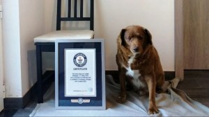 La historia de Bobi, el perro que cumplió 31 años y se convirtió en el más viejo de la historia
