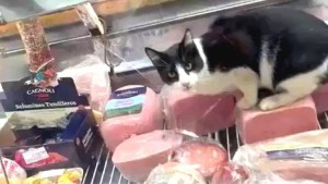 Video: un gato apareció comiendo jamón en una fiambrería y la clausuraron, en Mar del Plata