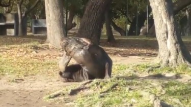El lobo se encuentra en cercanías a los fogones de El Malecón de Carmen de Patagones.