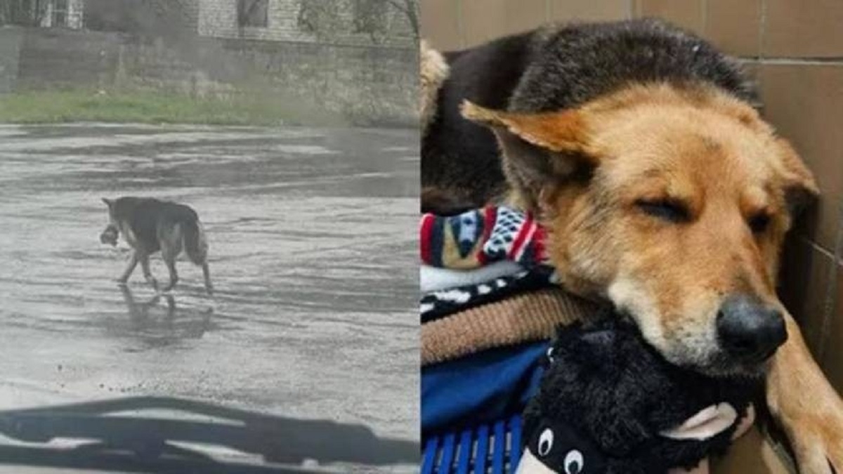 Nikki pasaba sus días en las calles, soportando la lluvia y el frío junto a su peluche. Foto: Gentileza. 