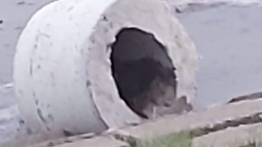 Una de las mesas instaladas junto a los sillones de cemento fueron tiradas al río Negro. Foto Gentileza