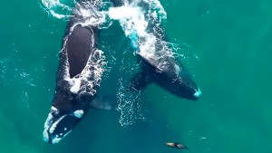 Las ballenas y el lobito de mar en Puerto Madryn: no puede haber algo más lindo