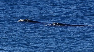 Llegaron las primeras ballenas a La Lobería y fueron fotografiadas en el Camino de la Costa