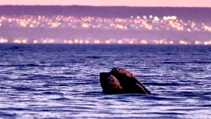 Fue a filmar a las ballenas que llegan a Puerto Madryn y grabó un video increíble al atardecer