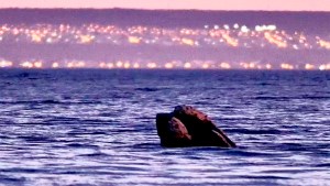 Hoy inaugura la temporada de ballenas en Puerto Madryn, todos los detalles y precios