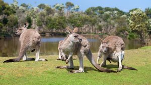 Sobrepoblación: analizan sacrificar canguros en Australia para evitar que mueran de hambre