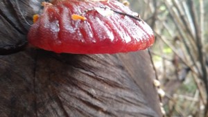 Especies autóctonas: los hongos de otoño en la cordillera