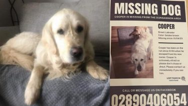 El animal fue reportado como desaparecido el 1 de abril.