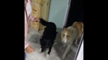 El tierno momento en el que "Jack" el perro más buscado del norte de Neuquén regresó a casa 