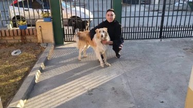 Apareció "Jack", el perro más buscado y querido de Andacollo: ¿Dónde estaba? 