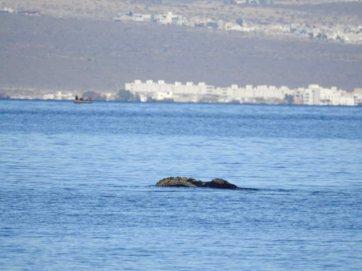 Una ballena franca austral ayer fotografiada desde la Playa Las Canteras en Puerto Madryn. @fotero_patagonico
