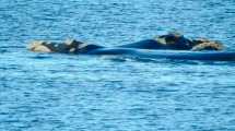 Imagen de Video: llegaron las primeras ballenas a Puerto Madryn y así saltan a metros de la costa