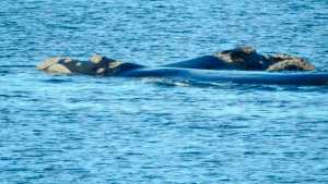 Video: llegaron las primeras ballenas a Puerto Madryn y así saltan a metros de la costa