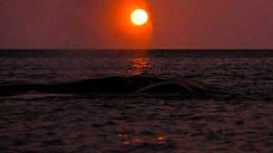 Puerto Madryn: fueron a ver si llegaron las ballenas y mirá qué belleza lo que encontraron
