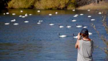 La ribera en proyecto de costanera municipal regala una vista única de la avifauna sobre el río Neuquen (foto Matías Subat)