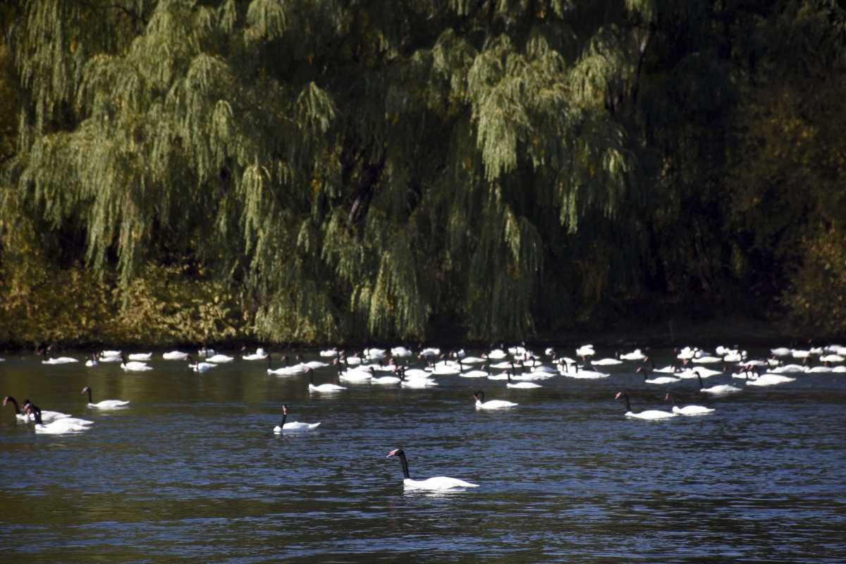 Centenares de cisnes de cuello negro, patos silvestres y garzas habitan la ribera del río Neuquén en este tramo del paseo costero (foto Matías Subat)