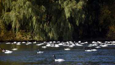 Centenares de cisnes de cuello negro, patos silvestres y garzas habitan la ribera del río Neuquén en este tramo del paseo costero (foto Matías Subat)