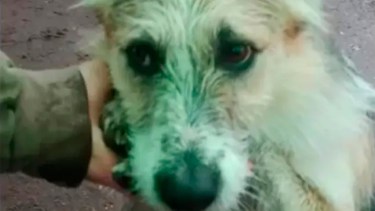 "Pelusa", fiel compañero del criancero que murió en Aluminé, 