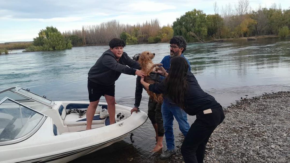 Un perro fue rescatado en el río Limay, de Neuquén. Foto: Gentileza Facebook Andy Aguilar
