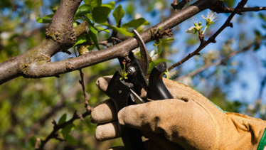 Empezó la poda y preocupa la falta de trabajadores rurales en Río Negro y Neuquén