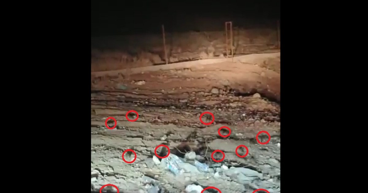 Impactante video muestra una invasión de ratas en un barrio de Andacollo thumbnail