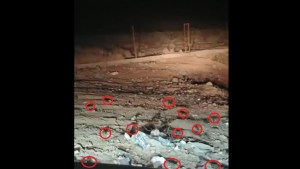 Impactante video muestra una invasión de ratas en un barrio de Andacollo