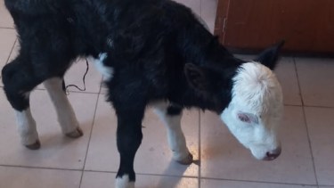 Buscan al dueño del ternero que estaba en manos de tres jóvenes en el barrio Lavalle de Viedma.