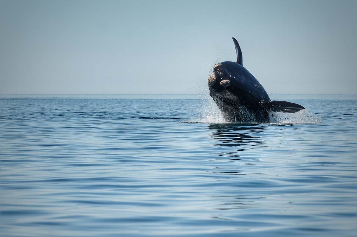 Una ballena franca mostrándose en plenitud. Un estudio halló microplásticos en la especie, y eso podría afectar su salud