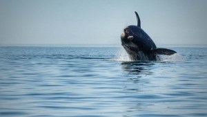 Avistaje de ballenas en Las Grutas: el plan de manejo estará listo en febrero