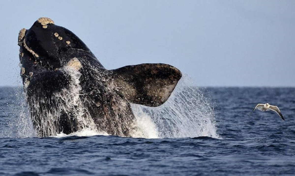 Temporada de ballenas 2023 en Chubut. Foto: Maxi Jonas. 
