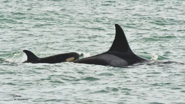 Los guardafaunas Paula Ciraolo y Jorge Martin, sacaron la primera foto. Gentileza: @peninsulavaldesorcaresearch
