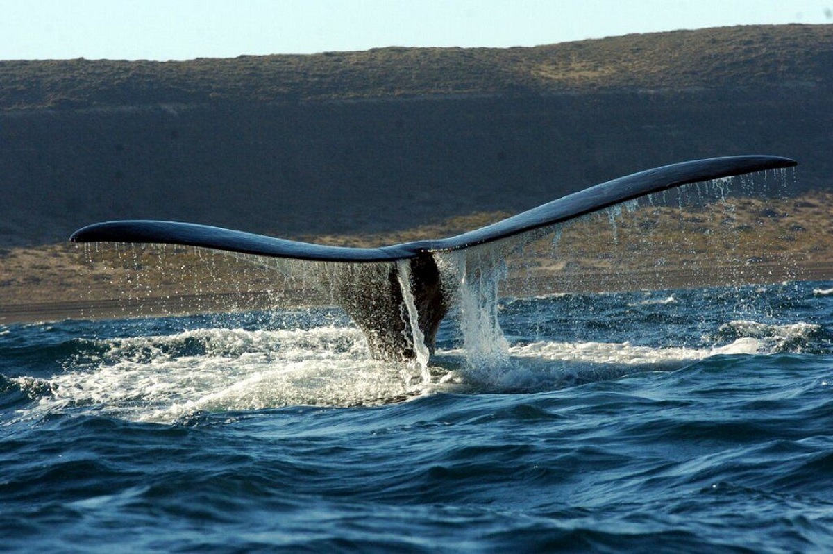 Las ballenas Franca Austral, llegaron en mayo a la Península de Valdés.