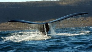 Puerto Madryn: cuánto sale ir a ver las ballenas en vacaciones de invierno