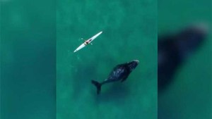 Una ballena enorme y curiosa persigue a un kayak: «¡Amigo date vuelta!»