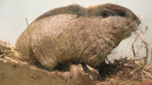 Describen dos nuevas especies de roedores tuco-tucos que habitan en Mendoza, La Rioja y San Juan