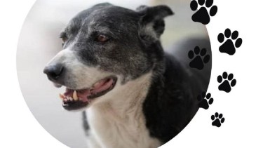 La mascota desapareció hace cinco días en Cipolletti. Foto: Gentileza.