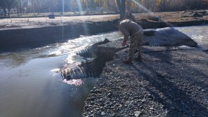 Ejercito y Policía reparan el puente que se desmoronó en Cipolletti