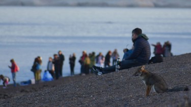 Caminaba en la playa de Puerto Madryn, vio al zorro mirando a las ballenas y filmó un video genial