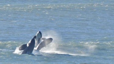 La historia de la bebé de Península Valdés, es nieta de una grande y «no es asesina»