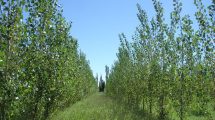 Imagen de Forestaciones con álamos para la producción de postes en los valles de la Patagonia norte
