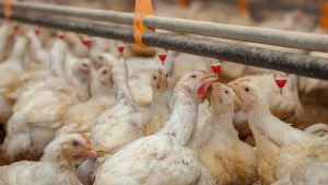 Preocupación por la posible propagación del virus de la gripe aviar entre mamíferos y humanos