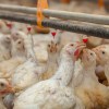 Imagen de Preocupación por la posible propagación del virus de la gripe aviar entre mamíferos y humanos