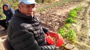 Pascual venció al clima patagónico: cosechó maní en Darwin
