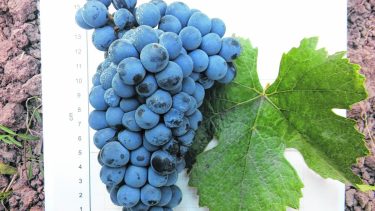 Evaluación de clones. Se hizo con el objetivo de obtener información sobre el comportamiento de cada uno en la Norpatagonia.