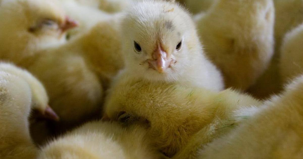 Pollitos Gripe Aviar: entregan pollitos bebes a familias productoras de Plottier ...