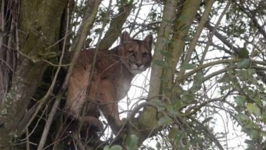 El puma fue visto en Puerto Radal en Isla Victoria. Foto: archivo