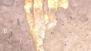 Descubrieron restos arqueológicos en Andacollo, tras la crecida del río Neuquén