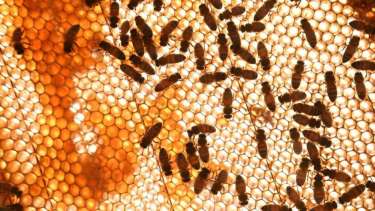 Apicultores cercados por los bajos precios y la persistente sequía en Neuquén